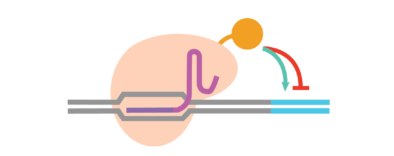 Knowledge Base