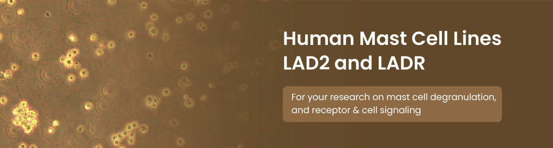 Human-Mast-Cell-Lines-LAD2-and-LADR