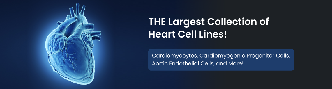 Heart Cell Lines