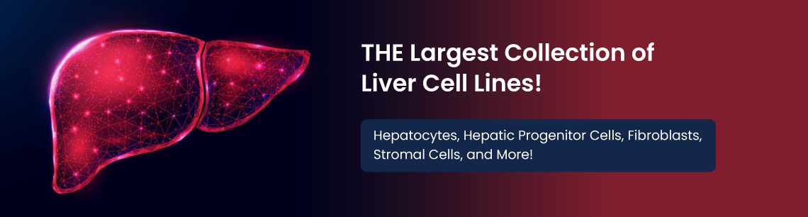 Liver Cell Lines