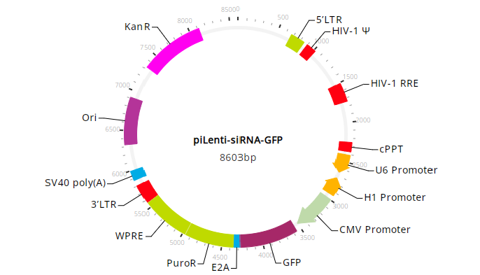 piLenti-siRNA-GFP vector map