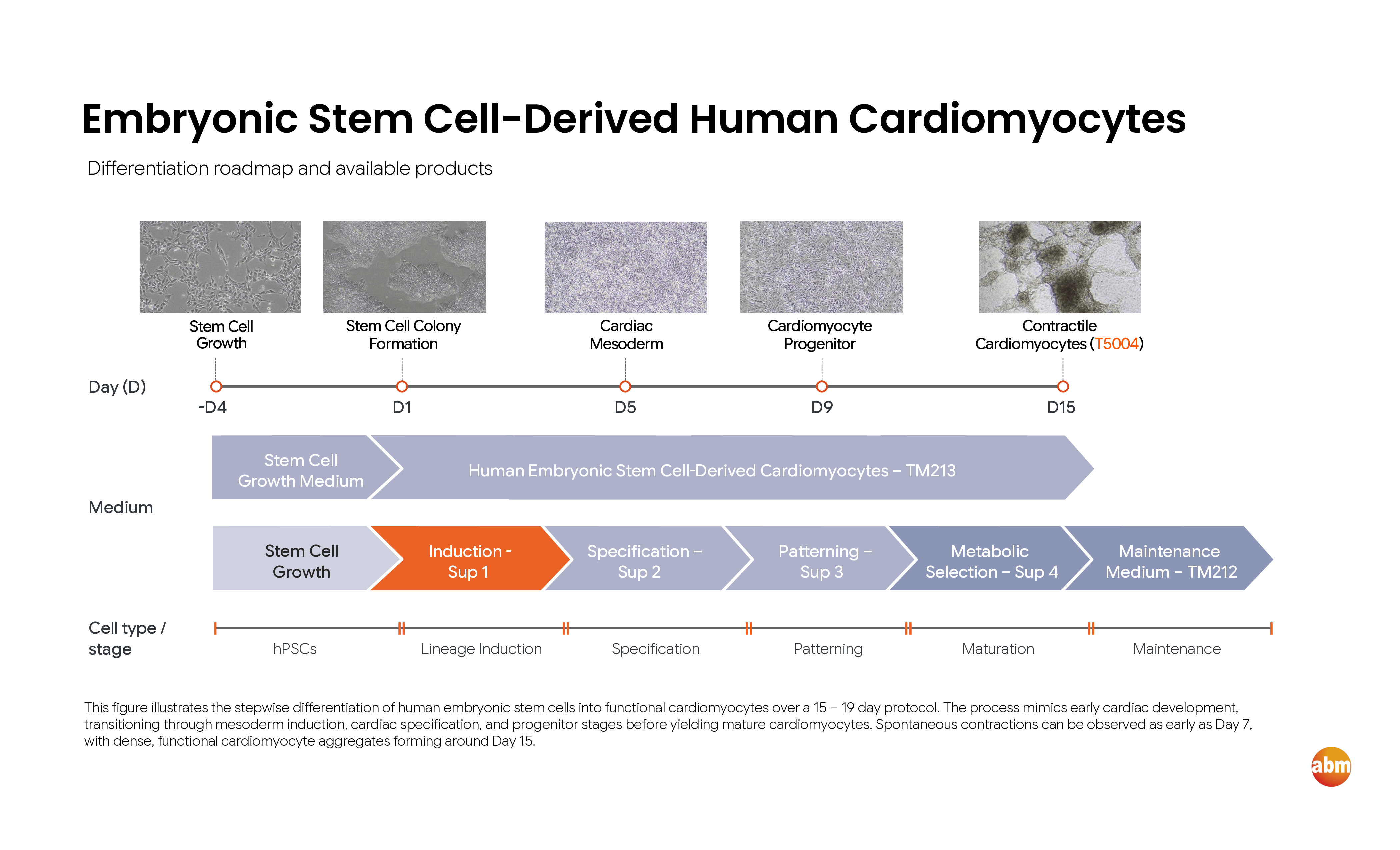 Human stem cell-derived cardiomyocyte differentiation roadmap and available products