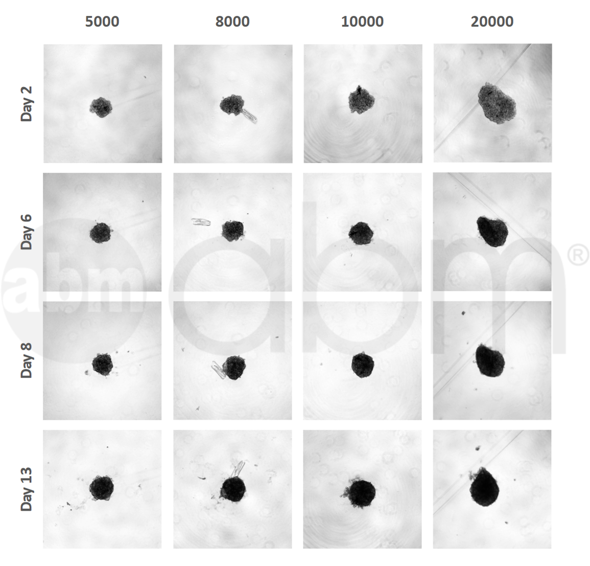 T1037 SKOV-3 spheroid data