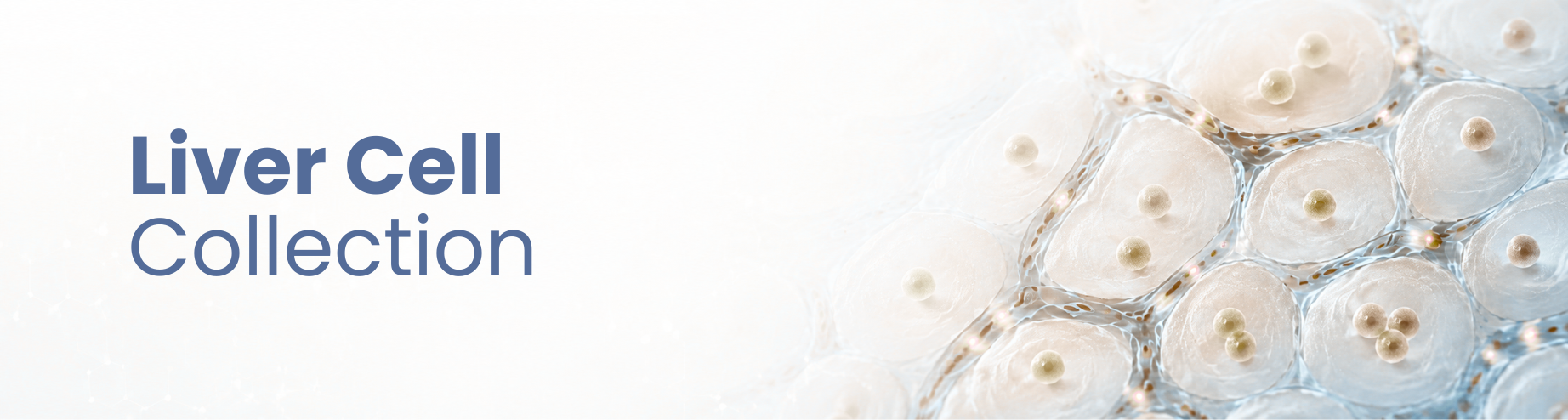 Liver Cell Collection banner for abm liver cell models