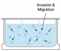 Thin gel ECM workflow for invasion and migration assays using 3DCelMatrix
