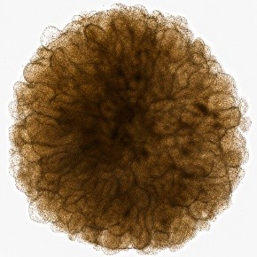 Human midbrain organoid cultured with 3DCelMatrix ECM solution