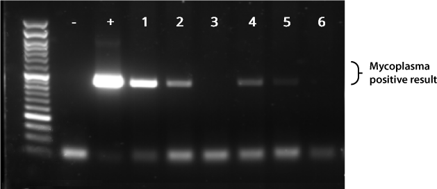 Mycoplasma PCR Detection Kit gel