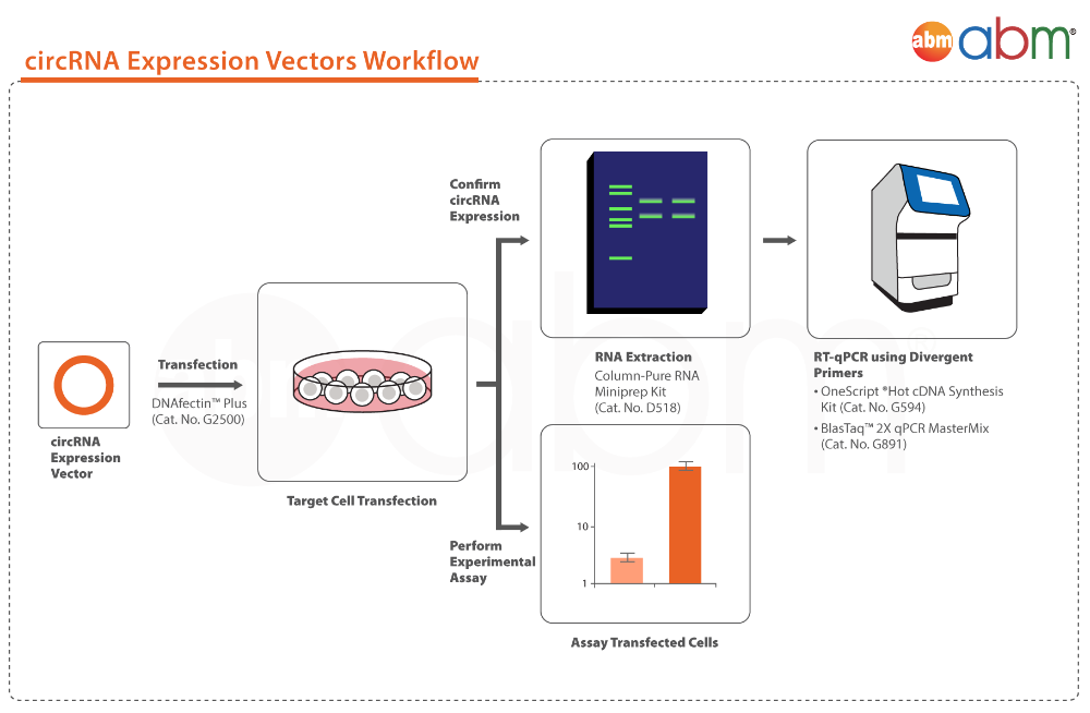 circRNA experimental workflow