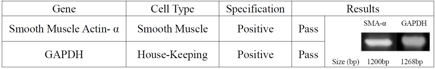 Human Primary Skeletal Muscle Cells | Applied Biological Materials Inc.