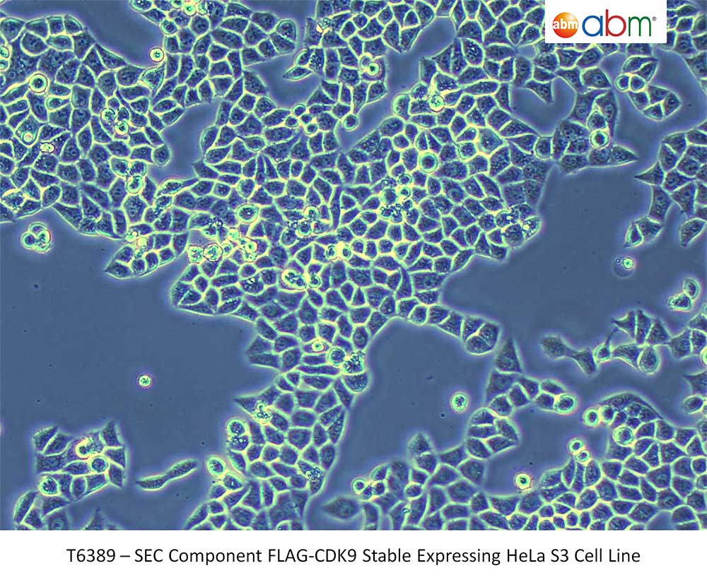 SEC Component FLAG-CDK9 Stable Expressing HeLa S3 Cell Line