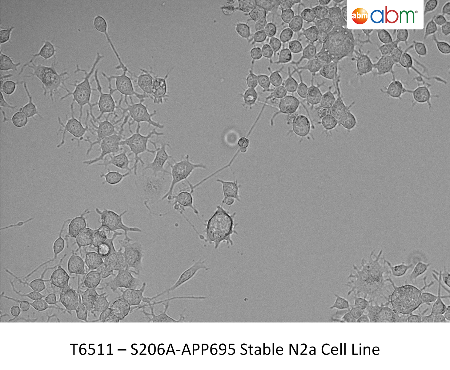 S206A-APP695 Stable N2a Cell Line | Applied Biological Materials Inc