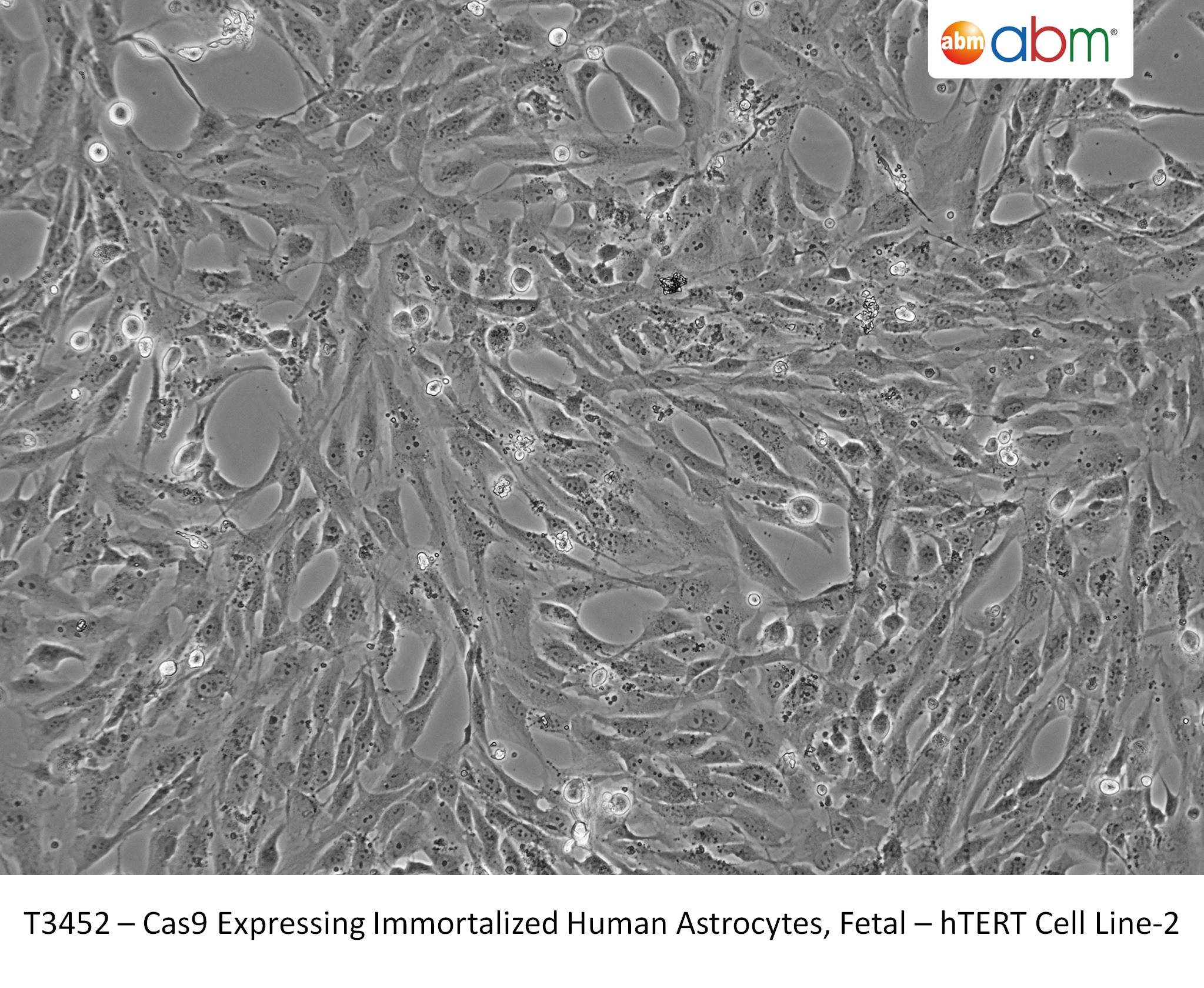 Cas9 Expressing Immortalized Human Astrocytes, Fetal – hTERT Cell