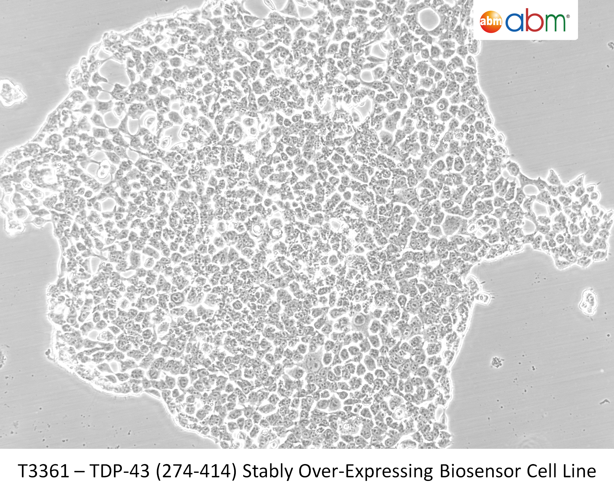 TDP-43 (274-414) Stably Over-Expressing Biosensor Cell Line