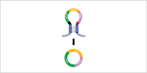 circRNA Expression Results